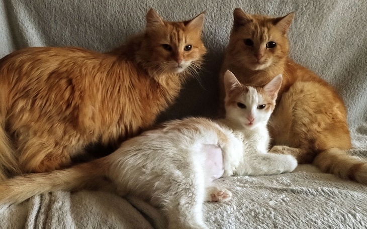 Zbiórka Szafirek chce żyć - zdjęcie główne