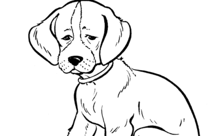 Zbiórka Schronisko - karma , koce - zdjęcie główne