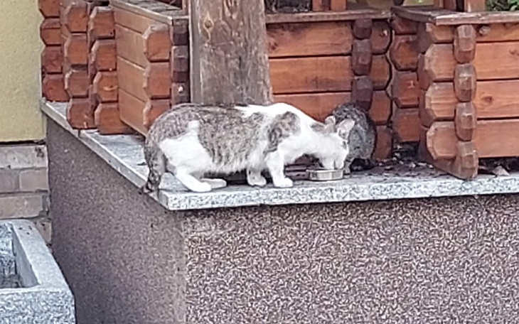 Zbiórka 22 chorych kotów z pod Rosette - zdjęcie główne