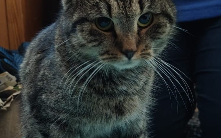 Kot o szarym futrze, siedzący w pomieszczeniu, z wyrazem skupienia.