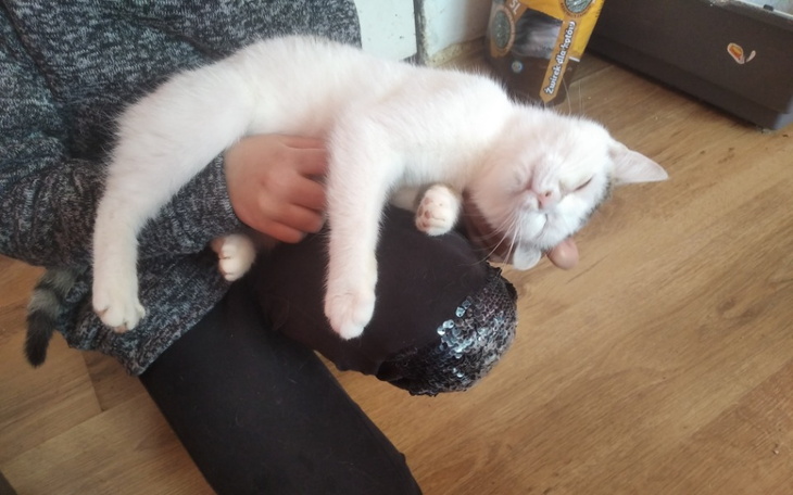 Zbiórka Na karme i żwirek w tymczasie - zdjęcie główne