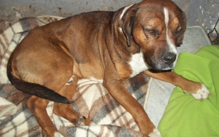 Pies leży na kocu, wygląda na zmęczonego.