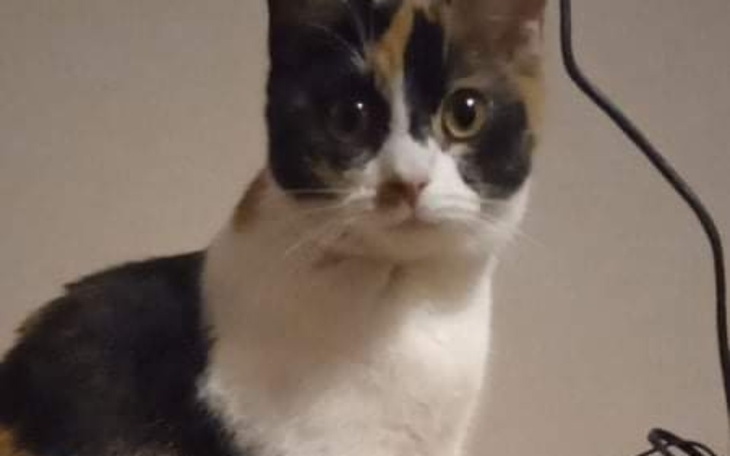 Zbiórka Na sterylizację kotów - zdjęcie główne