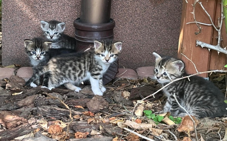 Zbiórka Na utrzymanie maluchów w DT - zdjęcie główne