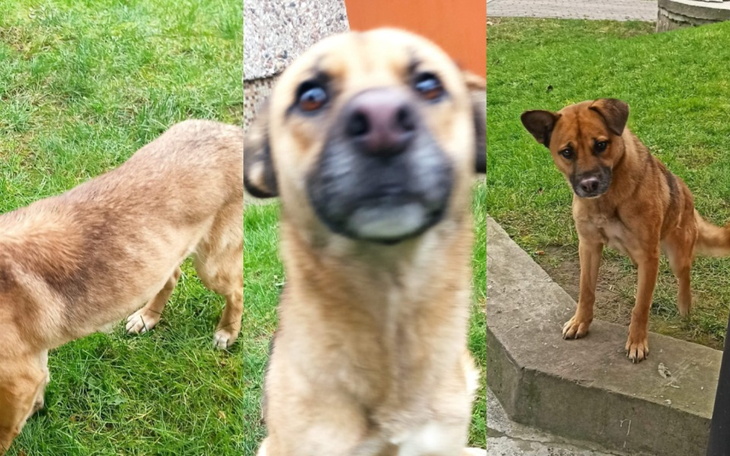 Zbiórka Transport suni z Łukowa - zdjęcie główne