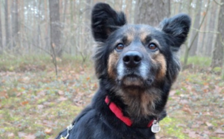 Pies w lesie, patrzący w stronę obiektywu.