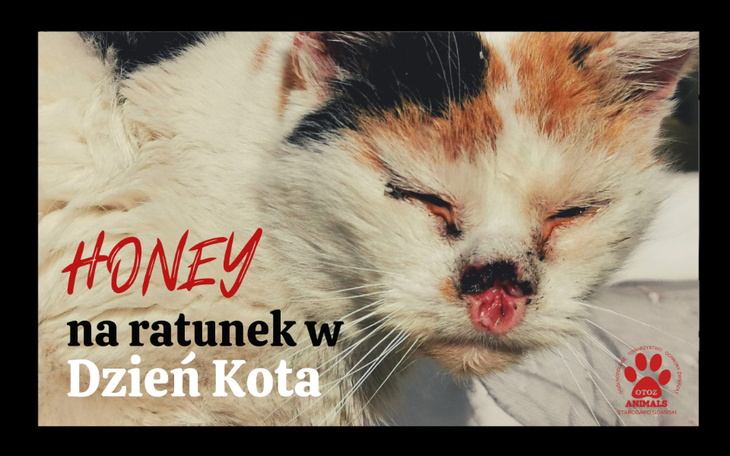 Zbiórka Honey - na ratunek w Dzień Kota - zdjęcie główne