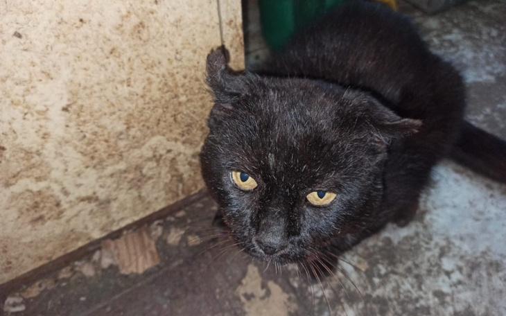 Zbiórka Połamany kot - zdjęcie główne