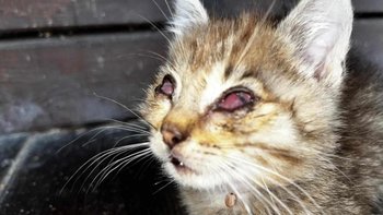 Zbiórka Lola chce widzieć świat - miniaturka zdjęcia