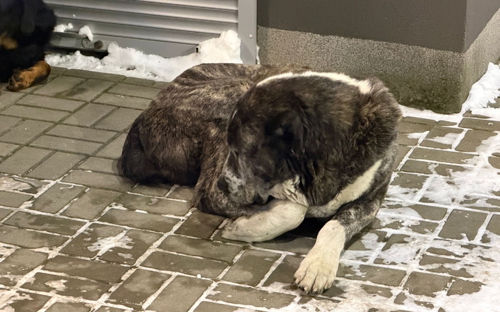 Pies leżący na chodniku, w zimowej scenerii.