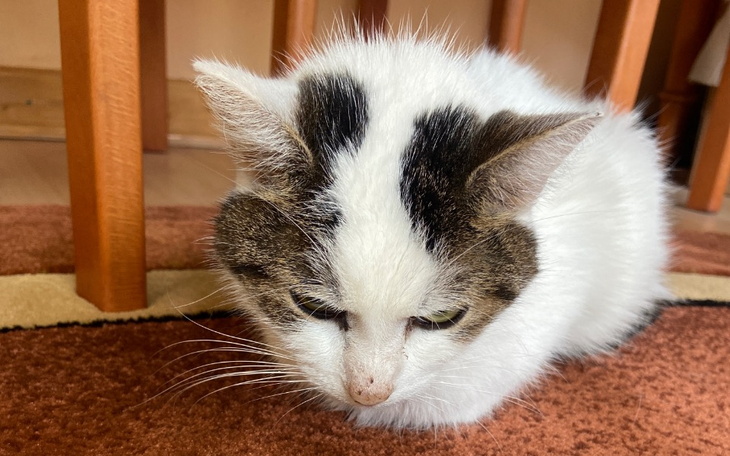 Zbiórka Moja mała koteczka umiera - zdjęcie główne