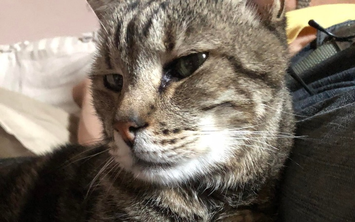 Zbiórka Na leczenie kotki Molly - zdjęcie główne