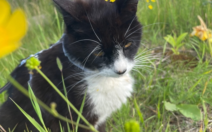 Zbiórka Gizmo ostatnia prosta - zdjęcie główne