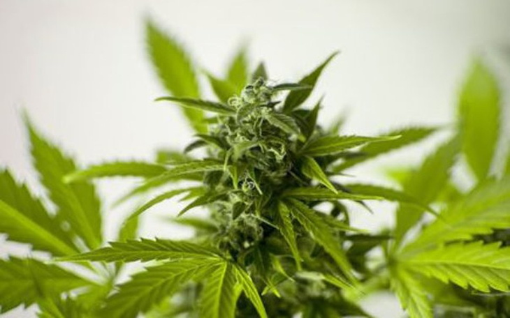 Zbiórka Na Olej CBD Konopny Medyczny - zdjęcie główne