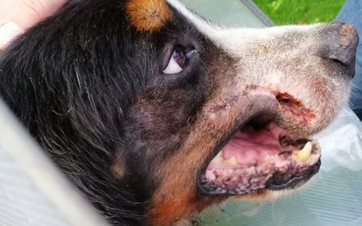 Zbiórka Borys ponownie prosi o pomoc - zdjęcie główne