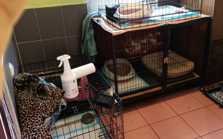 Zbiórka Prąd za ogrzewanie kociarni - zdjęcie główne