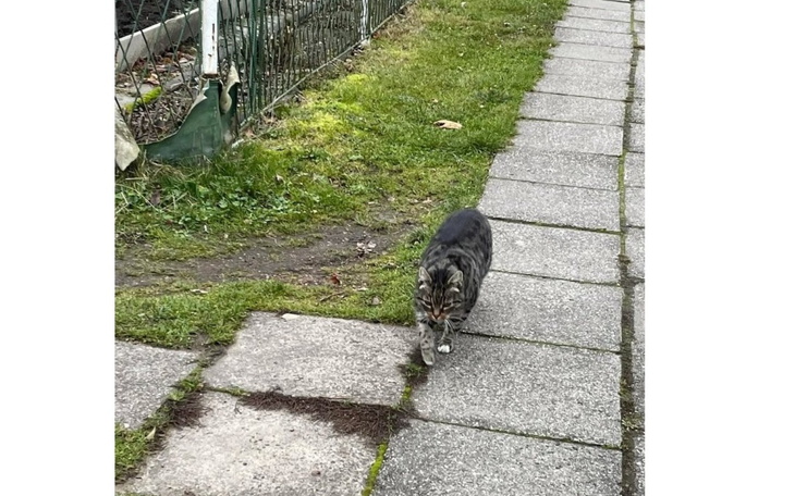 Kot spacerujący po chodniku, w otoczeniu zieleni.