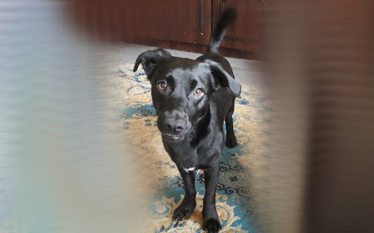 Zbiórka Zbiórka pieniędzy dla Morusa - zdjęcie główne