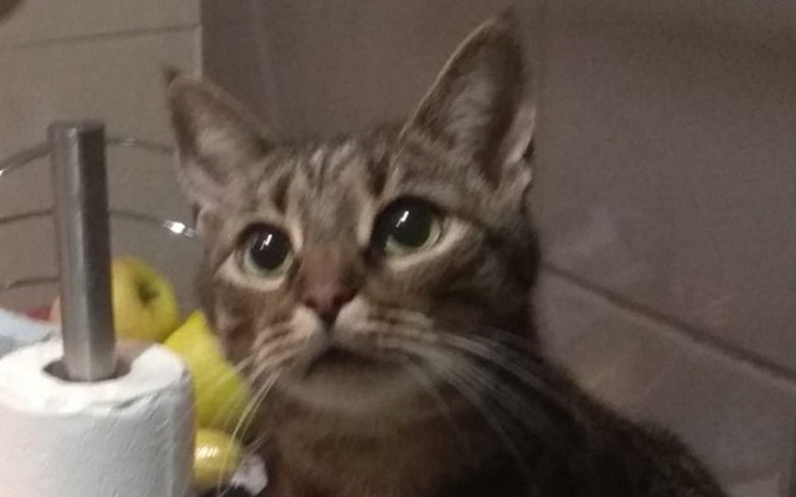 Zbiórka Na leczenie białaczki kota Józka - zdjęcie główne