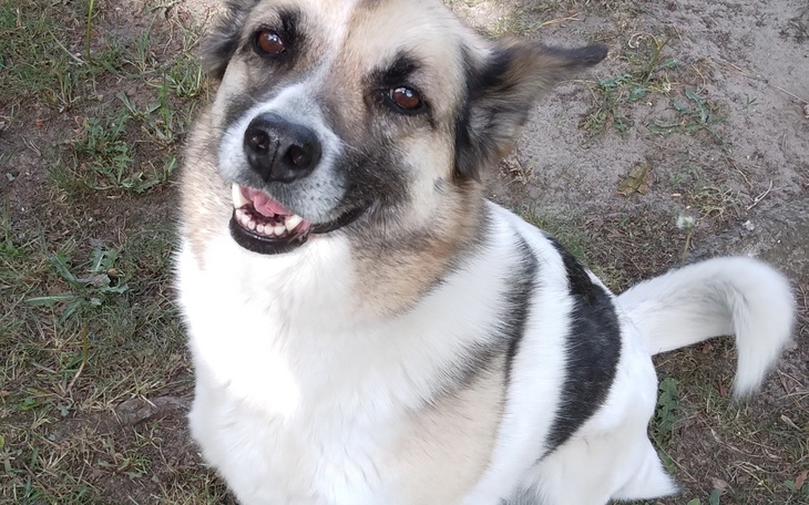 Uśmiechnięty pies siedzący na trawie, wygląda na szczęśliwego.