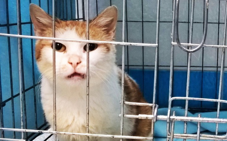 Zbiórka Chore nerki, zęby, białaczka... - zdjęcie główne