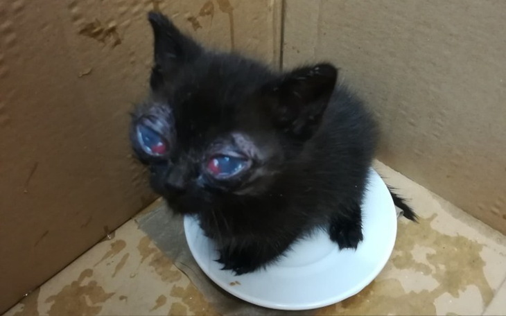 Zbiórka Żabek - zdjęcie główne