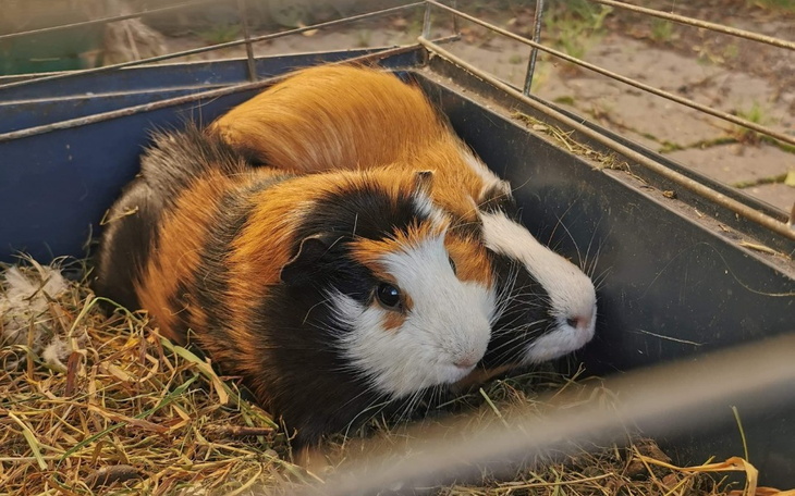 Zbiórka 3 świnki - Ben, Luther i Diego - zdjęcie główne