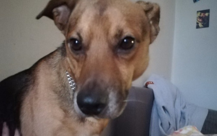 Zbiórka Behawiorysta dla Bruna - zdjęcie główne