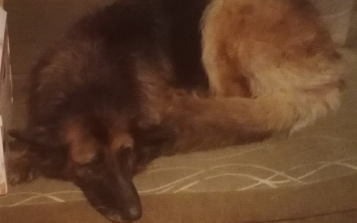 Zbiórka Na Operacje dla Jeni - zdjęcie główne