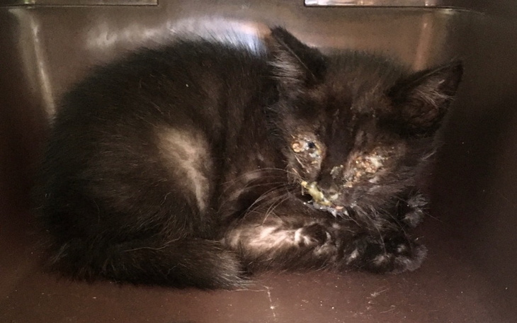 Zbiórka SamodzielnyDTkarmaŻwirLeczenie - zdjęcie główne