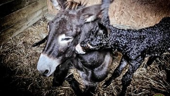 Zbiórka Rozalka i maleństwo chcą ŻYĆ! - miniaturka zdjęcia