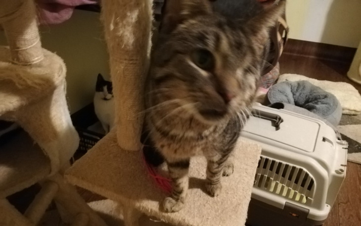 Zbiórka Borys bez oczka, wizyta - zdjęcie główne