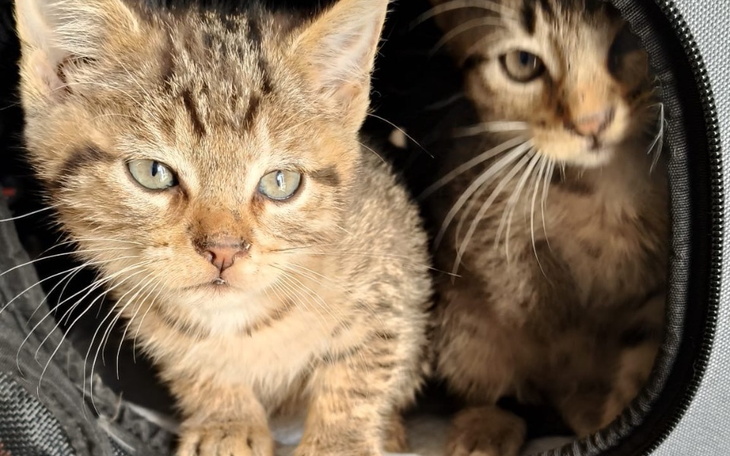 Dwa małe kocięta w transporterze, jedno z nich patrzy w obiektyw.