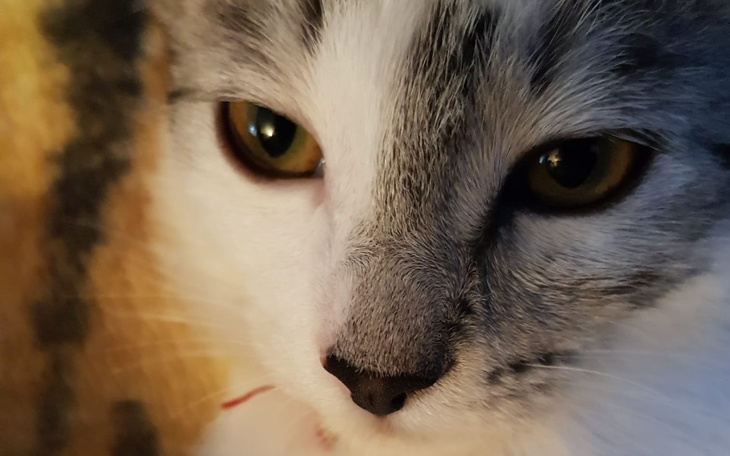 Zbiórka NIE Dla śmierci KOTKA - zdjęcie główne