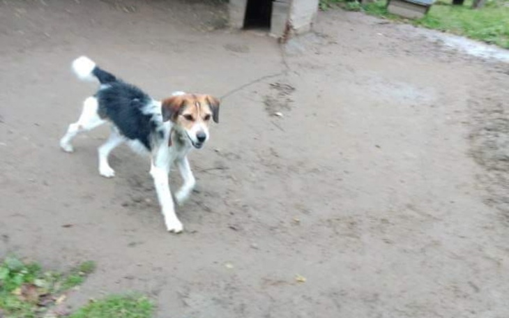 Zbiórka Ratujmy Rudą Głowę - zdjęcie główne