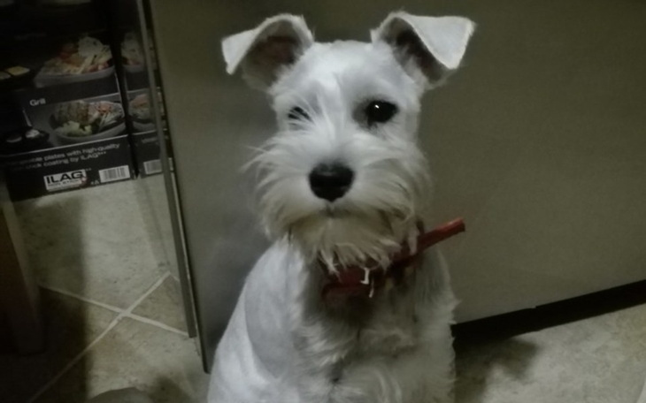 Zbiórka Pomóż ratować Lilly - zdjęcie główne