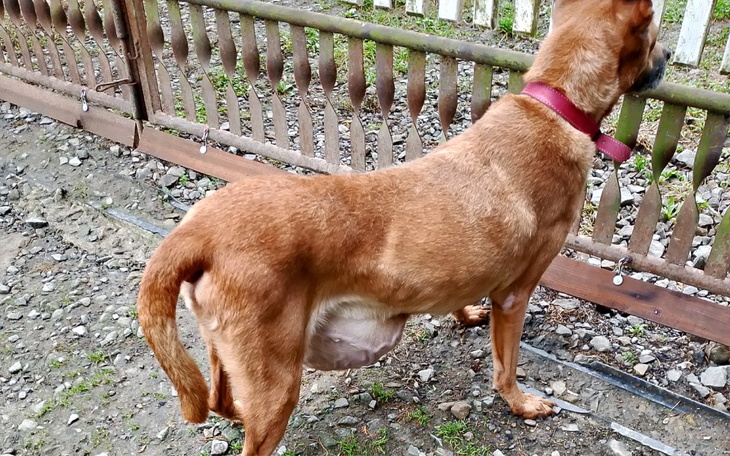 Zbiórka Poważna operacja Suzi - zdjęcie główne