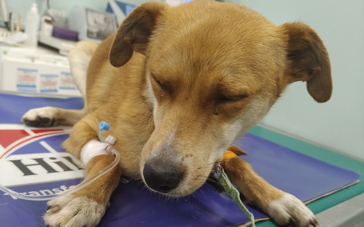 Pies w klinice weterynaryjnej, śpiący z kroplówką.