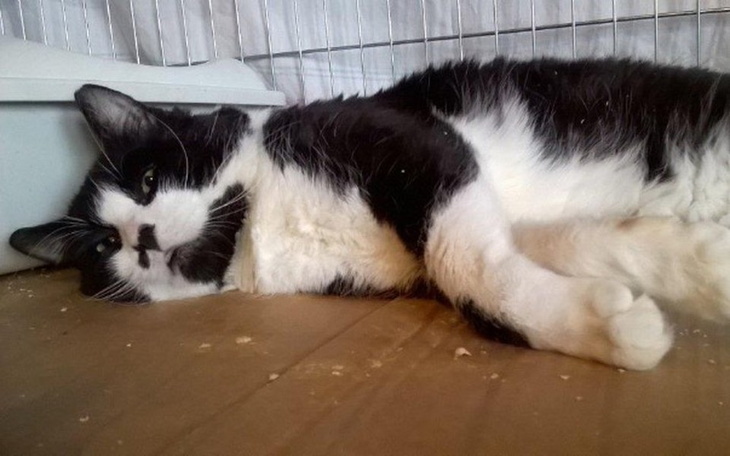 Zbiórka Na pomoc Kusemu! - zdjęcie główne