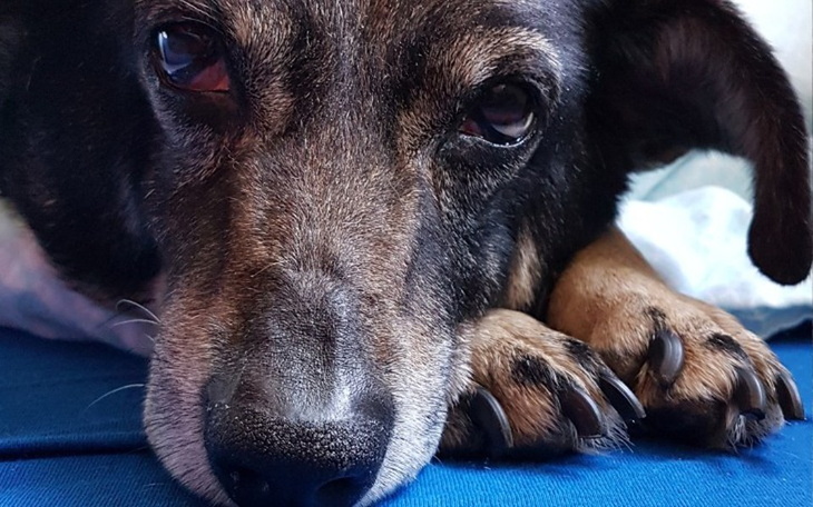 Zbiórka Presta chce chodzić. Pomóżmy - zdjęcie główne