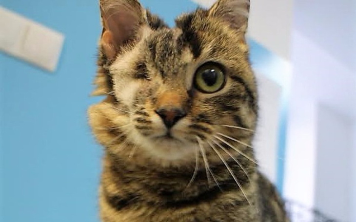 Zbiórka Faktura na leczenie 25 zwierząt - zdjęcie główne