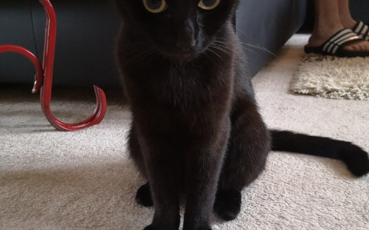 Zbiórka Leczenie..... - zdjęcie główne