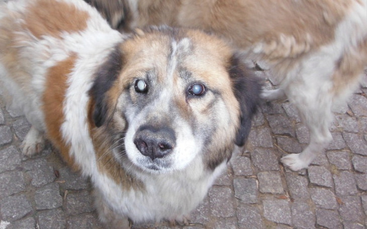 Zbiórka Pomoc dla Fundacji BERNARDYN - zdjęcie główne