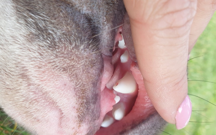 Zbiórka Leczenie kanałowe u szczeniaka - zdjęcie główne