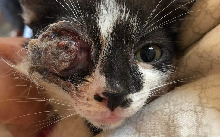 Zbiórka AmputacjaOKATrzyMaleństwa - zdjęcie główne