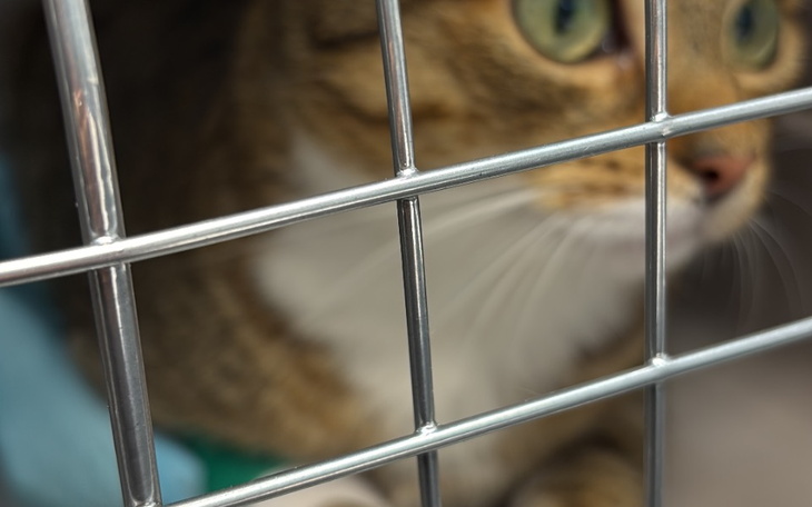 Zbiórka Adel wymaga leczenia - zdjęcie główne