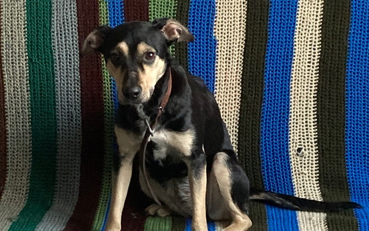 Zbiórka Leczenie pieska Duszy - zdjęcie główne