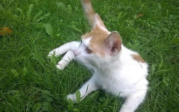 Zbiórka Zbieramy na sterylkę zwierzaków - zdjęcie główne