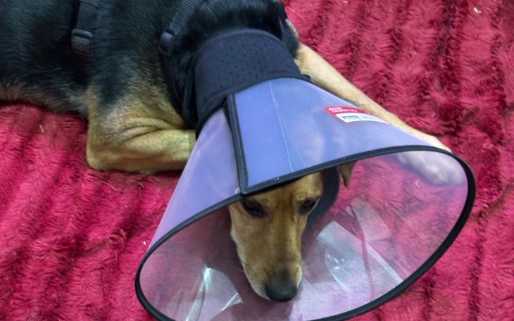 Pies w kołnierzu ochronnym leżący na dywanie.