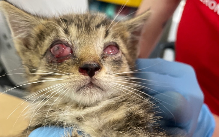 Zbiórka Ratunek 2 niewidomych kociąt - zdjęcie główne